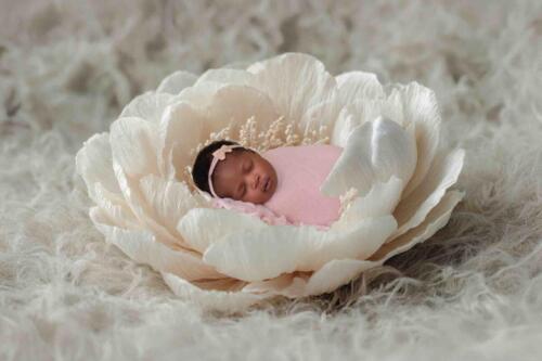 A Fower Petal